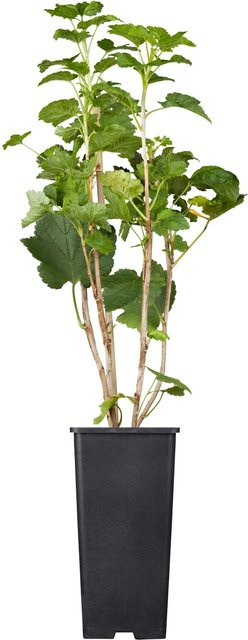 GROW by OBI Bio Rote Johannisbeere Jonkheer Ribes rubrum im Topf - Bild 1