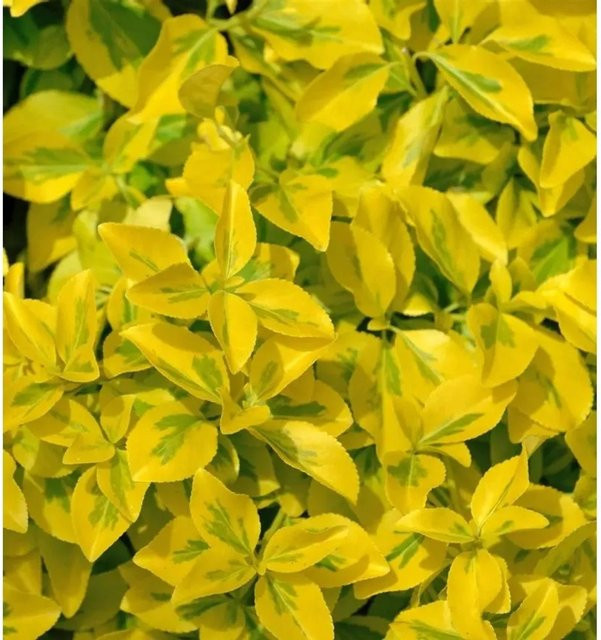10x Goldbunte Kriechspindel Euonymus fortunei Emerald Gold als Bodendecker, Höhe: 10-15 cm - Bild 1