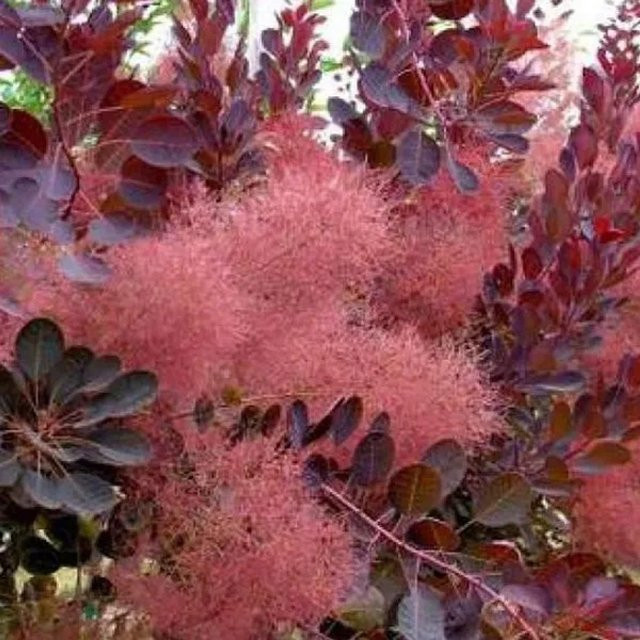 Arborix Perückenstrauch Royal Purple Cotinus coggygria mit dunkelrotem Laub im Container - Bild 1