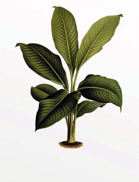 Komar Wandbild Elastica Leaf in Grün, B: 50 cm, H: 70 cm - Bild 1