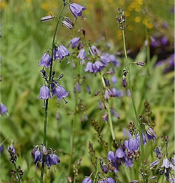Adenophora bulleyana Becherglocke in Blau für den Garten - Bild 1