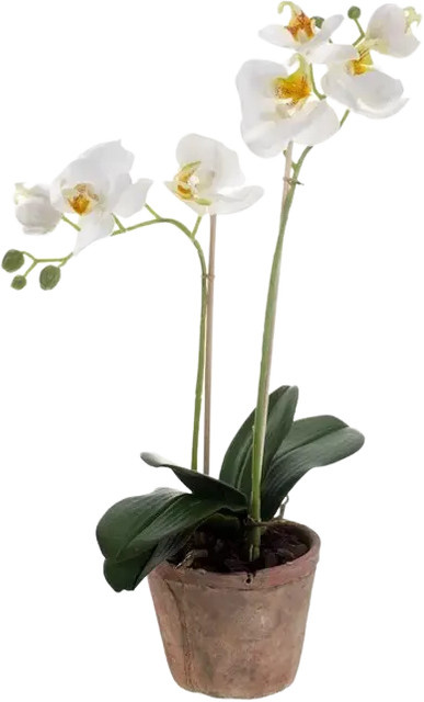 Künstliche Orchidee Nika von Aplanta, Tischdeko, Höhe: 56 cm - Bild 1