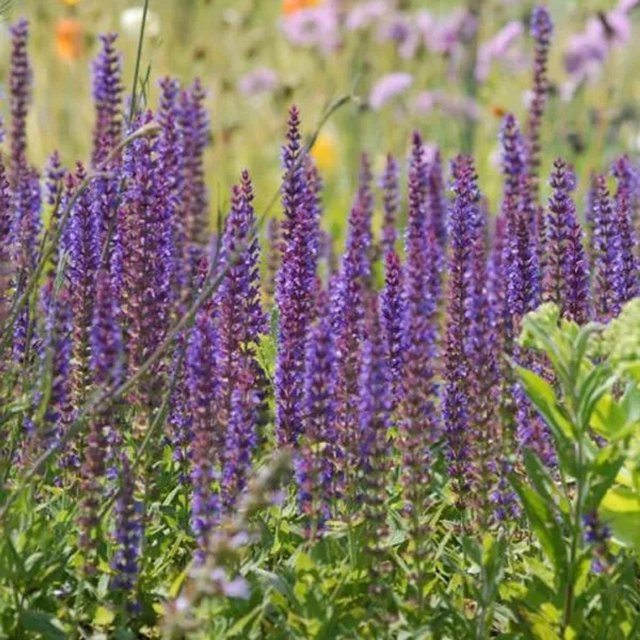 6er Set Salbei Ostfriesland Salvia nemorosa arborix als mehrjährige Schmetterlingspflanze im 9cm Topf - Bild 1