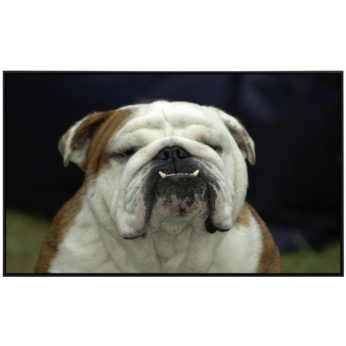 papermoon EcoHeat Infrarotheizung mit Englisches Bulldoggenporträt in Bunt und Matt-Effekt - Bild 2