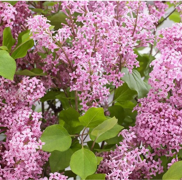 Zwergflieder Syringa Flowerfesta Purpur 80-100 cm - Bild 1