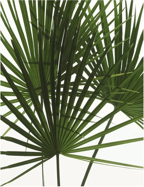 Komar Wandbild Palmtree Leaves in Grün, B: 40 cm, H: 50 cm - Bild 1