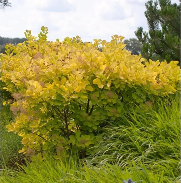 Perückenstrauch Golden Spirit Cotinus coggygria in Goldgelb, Höhe: 125-150 cm - Bild 1