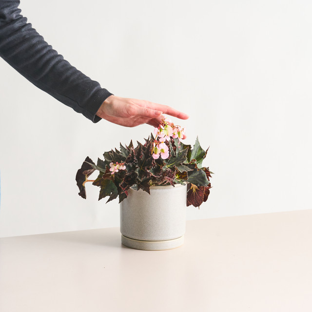 BIO Begonie Cracklin Rosie von BLUME2000 mit grünem, silbernem, rotem und pinkem Laub - Bild 1