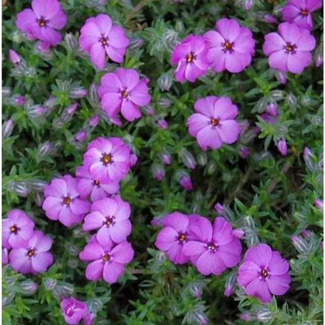 Phlox Douglasii Red Admiral Teppichflamme als roter Bodendecker - Bild 1