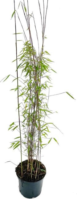 Bambus Fargesia Jiuzhaigou Zierstrauch in Bambusbörse, Höhe: 60-80 cm, 3 Liter - Bild 1