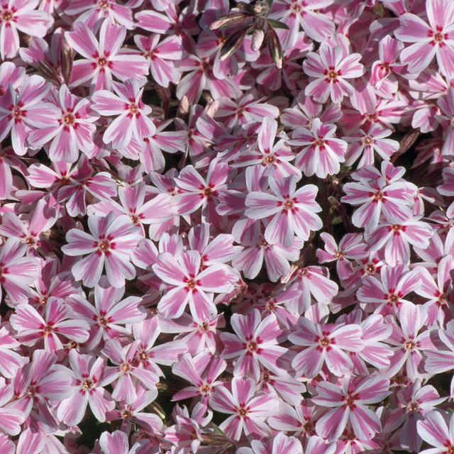 BIO Polsterphlox Kimono Phlox subulata Bodendecker von BLUME2000, 3 Stück - Bild 1