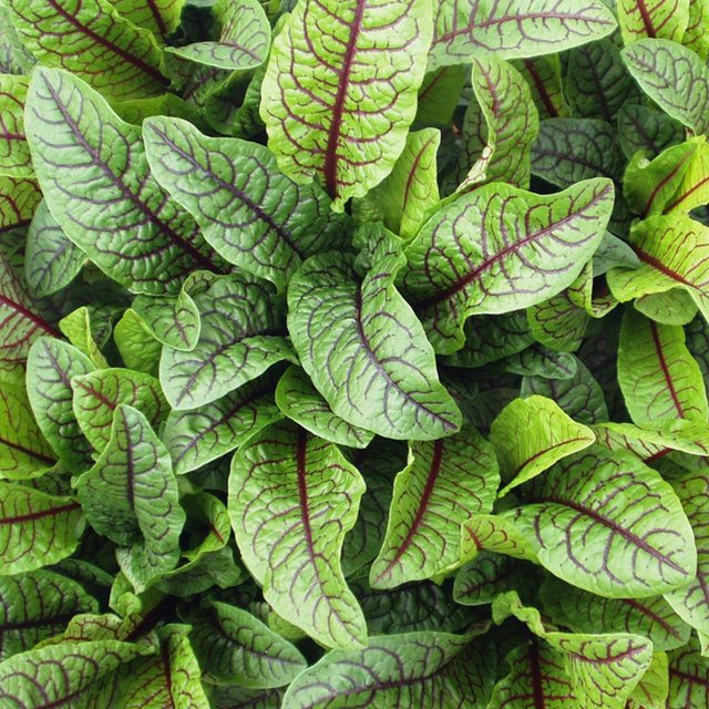 Blutsauerampfer Rumex von Mein schöner Garten Shop - Bild 1