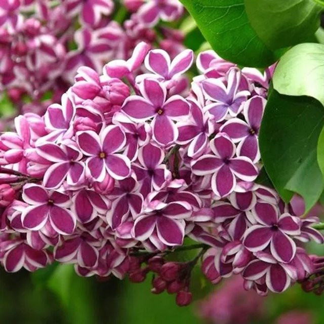 Edelflieder Sensation Syringa vulgaris von Arborix mit zweifarbigen Blüten im Container, Höhe: 40 bis 60 cm - Bild 1