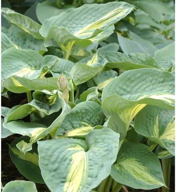 Hosta cultorum Great Expectations Grünblattfunkie - Grüne Gartenstaude - Bild 1