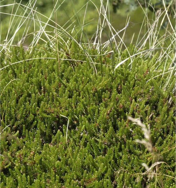 10x Schwarze Krähenbeere Empetrum nigrum Gartenpflanze als Bodendecker von Nr-01.de - Bild 1