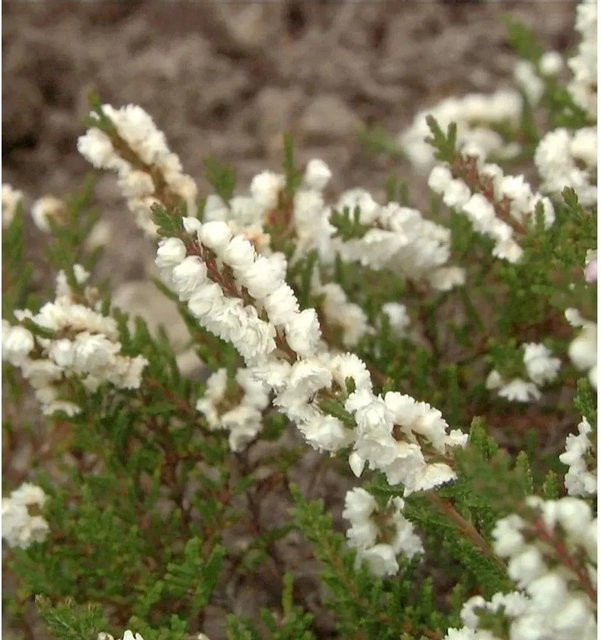 10x Besenheide Calluna vulgaris Weiße von Nr-01.de - Bild 1