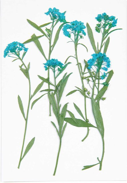 Rico Design Gepresste Blüten Strand-Silberkraut in Blau, 6 Stück - Bild 1