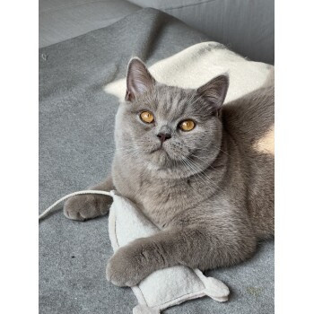 Kater Kasimir MÄUSERICH, Die XL Spielmaus, handgenäht aus echtem Wollfilz, gefüllt mit Katzenminze - Bild 2