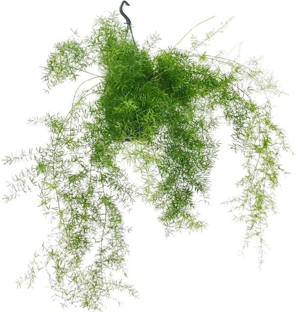 Exotenherz Zierspargel Asparagus Densiflorus Sprengeri in grünem Ampeltopf als Zimmerpflanze - Bild 1