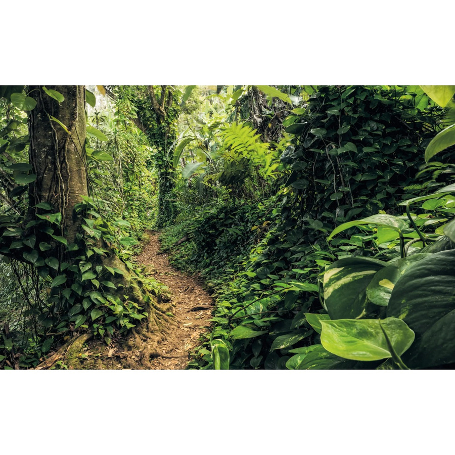 Komar Fototapete Vlies Path of Dreams Multicolor B: 400 cm, H: 250 cm - Bild 2