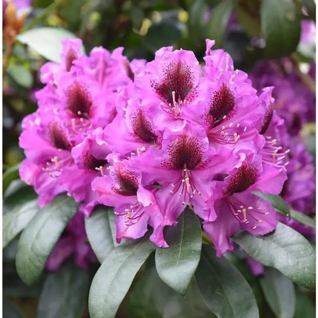 Großblumiger Rhododendron Orakel Alpenrose von Die Nr-01.de (30-40 cm) - Bild 1