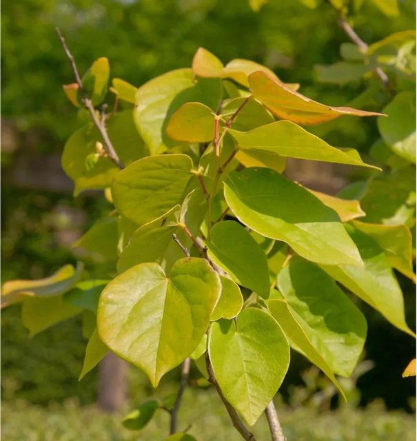 Kanadischer Judasbaum Cercis canadensis The Rising Sun Zierbaum mit gelb-goldenen und orangefarbenen Blättern, Höhe: 40-60 cm - Bild 1