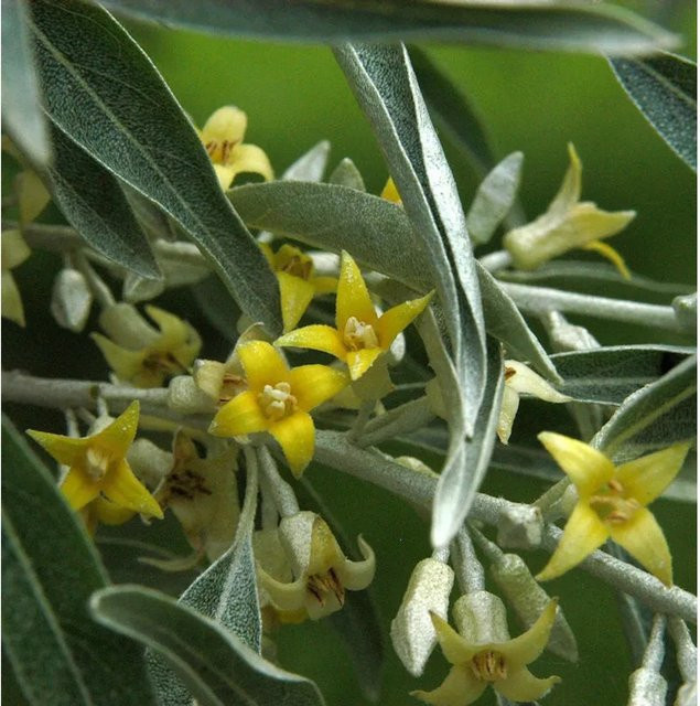 Schmalblättrige Ölweide Elaeagnus angustifolia als Strauch für deinen Garten, Höhe: 60-80 cm - Bild 1