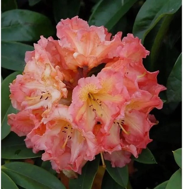 Großblumiger Rhododendron Sun Fire Alpenrose in Pink von Die Nr-01.de - Bild 1
