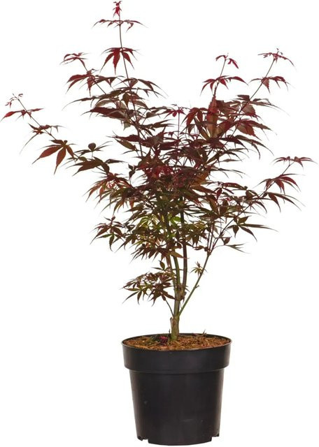 GROW by OBI Japanischer Fächer-Ahorn Skeeters Broom Acer palmatum im Topf, Höhe: 40-60 cm - Bild 1
