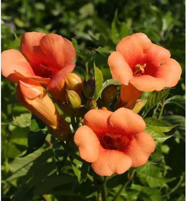 Nr-01.de Trompetenblume Indian Summer Campsis radicans Kletterpflanze in Orange, Höhe: 80-100 cm - Bild 1