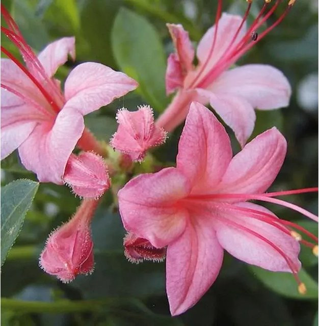 Rhododendron viscosum Pink and Sweet Strauch in Pink von Die Nr-01.de - Bild 1
