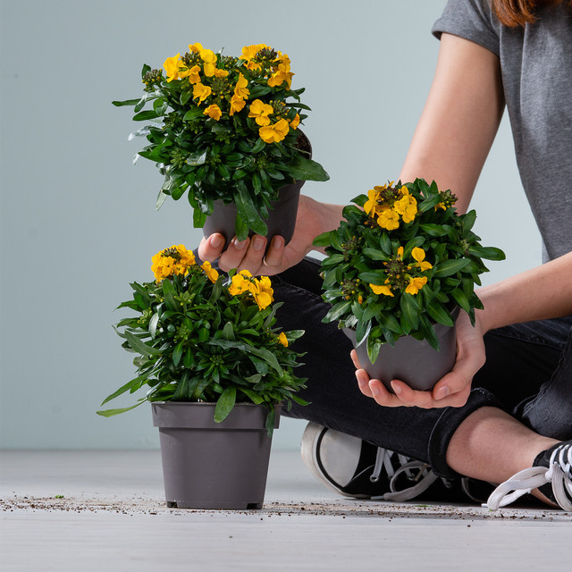 Erysimum cheiri Pflanze von BLUME2000 für deinen Balkon, 3 Stück - Bild 1