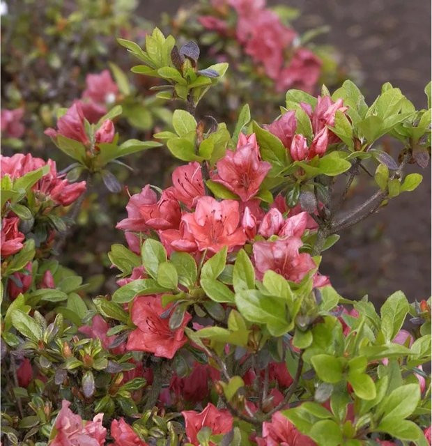 Japanische Azalee Hatsugin Rhododendron obtusum in Pink, Zwerg Alpenrose als Topfpflanze für den Garten - Bild 1