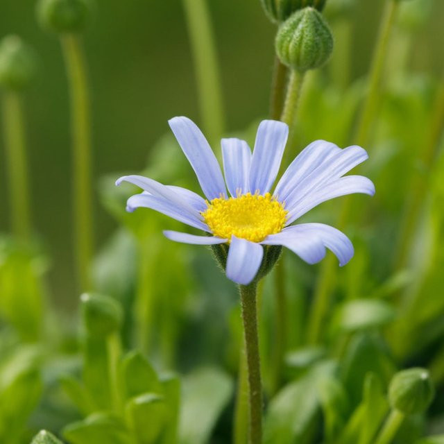 Kapaster Felicia in Blau als mehrjährige Zierpflanze für Sommer und Herbst - Bild 1