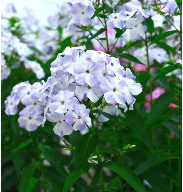Phlox Paniculata Hohe Flammenblume Blue Flame als Beetpflanze und Schnittblume in Blau und Violett von Nr-01.de - Bild 1