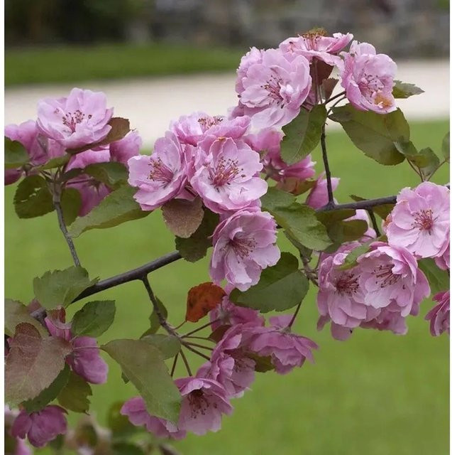 Zierapfel Liset Malus Hybride pink Baum - Bild 1