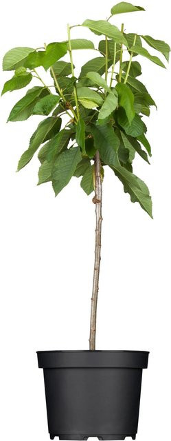 GROW by OBI Bio Süßkirsche Schneiders Späte Knorpelkirsche im Topf, Höhe: 130 cm - Bild 1
