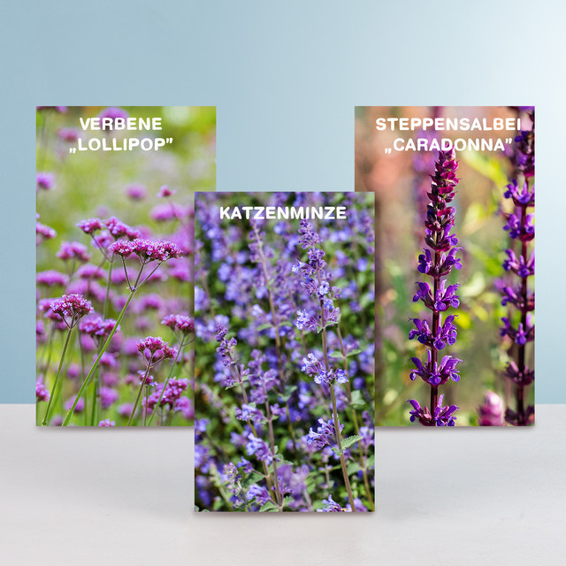 3 blaue bienenfreundliche Stauden von BLUME2000 für das Gartenbeet - Bild 1