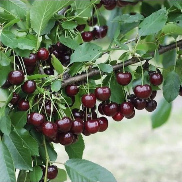 Sauerkirsche Rubinweichsel Heimanns Prunus cerasus für deinen Garten - Bild 1