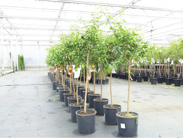 Citrus Yuzu Japanische Zitrone Winterharte Zitrusfrucht Baum Höhe: 130 - 150 cm - Bild 1