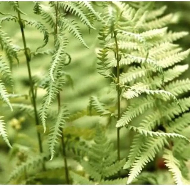 Sumpffarn Thelypteris palustris als mehrjährige Pflanze für die Teichrandbepflanzung von Nr-01.de - Bild 1