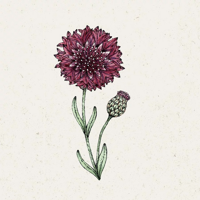 Jora Dahl Kornblume Black Ball Saatgut für Blumenbeete und Outdoor-Aussaat - Bild 1