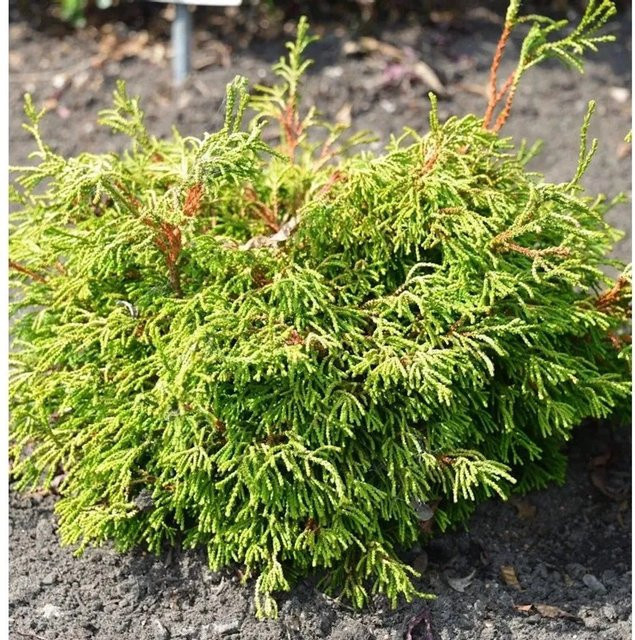 Gelbe Hinoki Scheinzypresse Chamaecyparis obtusa von Nr-01.de in Gelb und Grün, Höhe: 15-20 cm - Bild 1