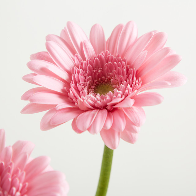 Blume2000 Gerbera Eucalyptus Pink Bunch - Bild 1