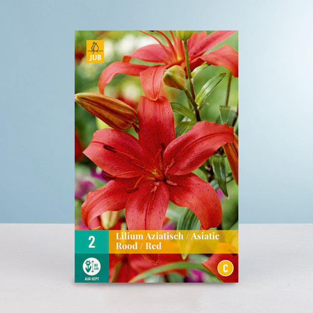 Asiatische Lilie in Rot mit 2 Knollen von BLUME2000 - Bild 1