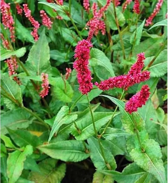 Kerzenknöterich Fat Domino Persicaria amplexicaulis als mehrjährige Staude im Topf - Bild 1