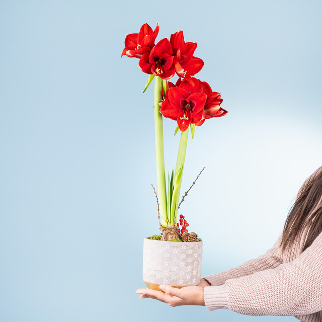 BLUME2000 Tischdeko Vorfreude in Rot aus Beton für die Weihnachtszeit im modernen Design - Bild 1