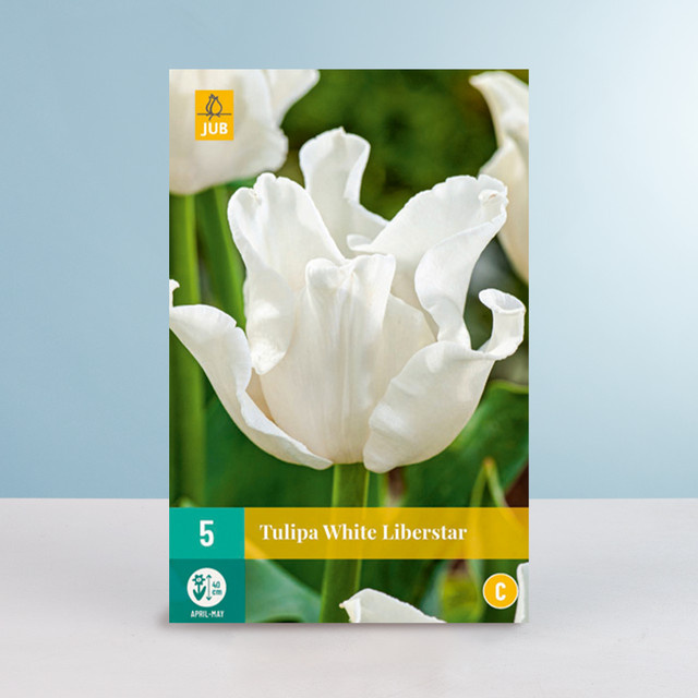 Lilienblütige Tulpe White Liberstar von BLUME2000, 5 Zwiebeln - Bild 1