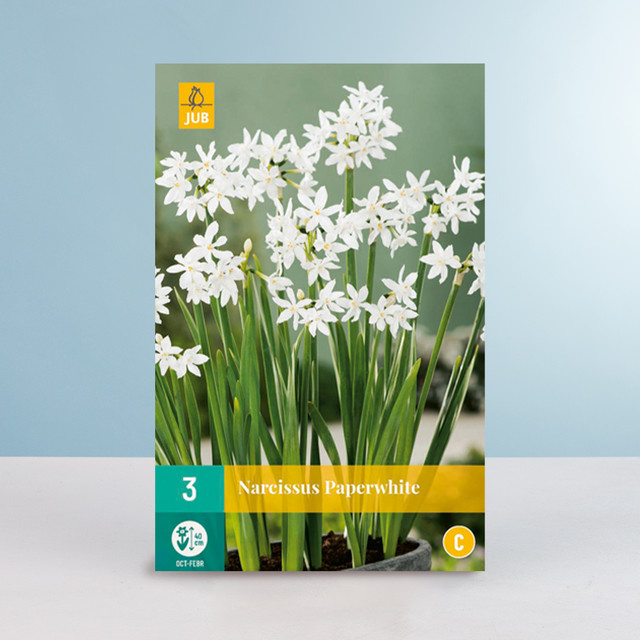 Tazetten-Narzisse Paperwhite von BLUME2000 mit 3 Zwiebeln für Gartenbeete, Blumenkübel, Balkonkästen oder Innenräume - Bild 1