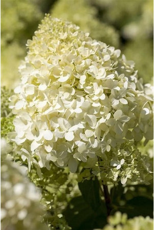 Hydrangea Paniculata Rispenhortensie Magical Mont Blanc in Weiß, Höhe: 100-125 cm